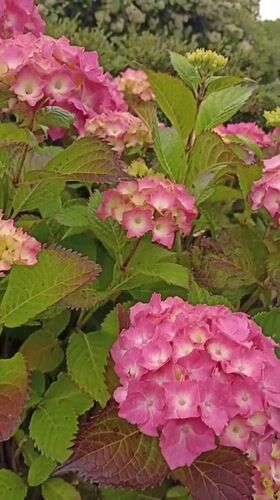 Donegal village gardens and coastal edges, one summer afternoon