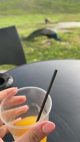 The video shows a person sitting at a black outdoor table with a clear plastic cup containing a yellowish beverage and a black straw. The person's hand is visible, holding the cup. In the background, there is a grassy field with a peacock foraging. There are a couple of other birds visible in the distance. The sky is cloudy, with the sun occasionally peeking through. The camera angle is slightly upward, focusing on the peacock in the field.