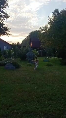 A beagle dog is walking on a grassy lawn in front of a house. The dog is tri-colored with brown, black, and white markings. The house is a single-story structure with a grey exterior and white trim. There are trees and bushes in the background. The sky is overcast with some clouds visible. The dog appears to be looking off-camera to the left.