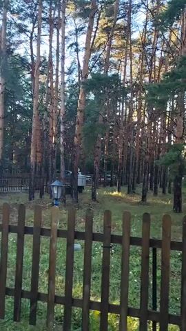 The video shows an outdoor scene with tall trees, a wooden fence, and a bench. The sun is visible through the trees, creating lens flare. A pathway runs through the scene, and there are some smaller green trees and bushes. The overall impression is of a park or wooded area.