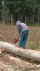 Logging crew cuts and sections large logs in Gedung Nyapah forest