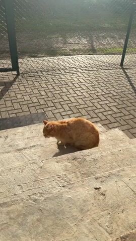 A high-angle outdoor shot shows a medium-sized, orange cat sitting on a concrete step in a loaf position, facing the camera. The cat is centered in the bottom half of the frame. Behind the cat, a paved area with light brown rectangular bricks is visible, with a green metal fence in the background. The scene is brightly lit by natural sunlight, casting shadows. The cat looks at the camera, then blinks its eyes slowly.