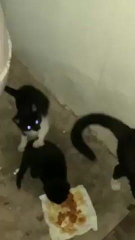 A low-angle shot shows three cats in a corner of a room. The floor is concrete-like. Two walls, painted white, meet in the corner. Beside the left wall is a large, white potted plant. Two of the cats are black and white; one is completely black. One of the black-and-white cats is eating from a piece of white paper covered with orange food. The other cats are standing and watching. The black-and-white cat not eating moves and rubs against the back of the other black-and-white cat.