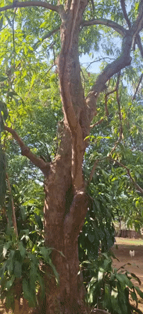 Wildlife watching session documented in Venezuelan village