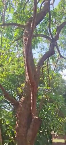 Wildlife watching session documented in Venezuelan village
