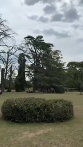 The video shows a grassy park area under a cloudy sky. There are several trees, some providing shade where people are gathered. A red building is visible in the background, and people are walking around the park. An Argentinian flag is flying on a pole, and there is a sculpture or monument nearby. The overall atmosphere is relaxed and casual, as people enjoy the park on a cloudy day.