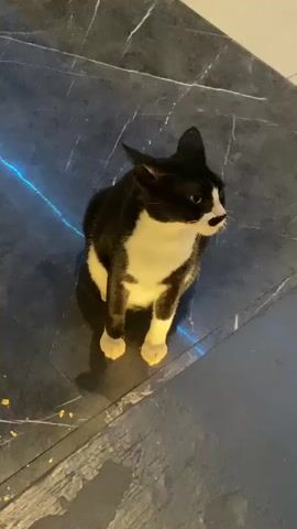 A black and white cat sits on a dark, reflective surface, likely a floor or table, with white veining that resembles marble. A thin, bright blue light streaks across the surface behind the cat. The cat is looking to its right, then turns its head to look directly at the camera. It has a black head with a white patch on its nose and a small black spot that resembles a mustache. Its chest and paws are white. The setting appears to be indoors, with an artificial light source casting a soft glow on the cat and the surface. The time of day is not discernible, but the lighting suggests it might be evening or indoors. The cat's expression is attentive and curious. There is no visible text in the media file.