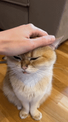 Golden cat shows 'blep' expression at Montenegro bar
