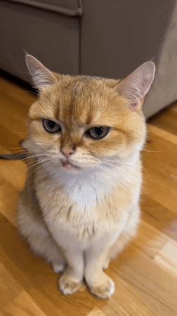 Golden cat shows 'blep' expression at Montenegro bar