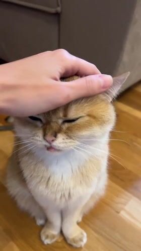 Golden cat shows 'blep' expression at Montenegro bar
