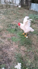 Chickens and dragonflies at a rural Russian smallholding