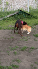 Corgi and Doberman play session at a Krasnoyarsk dog park