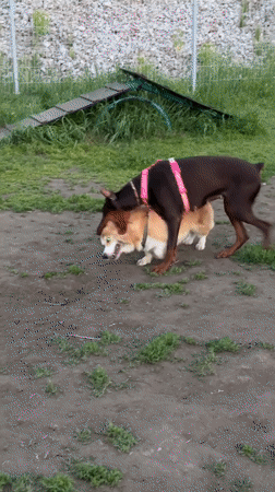 Corgi and Doberman play session at a Krasnoyarsk dog park