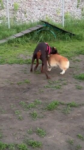 Corgi and Doberman play session at a Krasnoyarsk dog park
