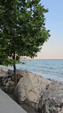 The video shows a view of a calm sea from a rocky shore with a tree on the left. The water is a mix of blue and green hues. Small waves are lapping at the shore. The sky is a clear blue with a faint haze near the horizon. There are large, light-colored rocks in the foreground, and a paved walkway is visible along the bottom left of the frame. The leaves of the tree are green and lush. The overall scene conveys a peaceful and natural environment.