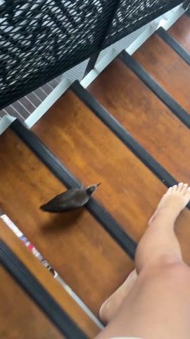 The camera, positioned at a high angle, captures a person's bare feet and legs as they stand on wooden stairs. A small brown bird is also on the stairs, near the person's feet. The bird is chirping loudly and appears to be moving up the stairs, but is also being scared by the person's presence. The stairs have black, non-slip strips on each step, and a black, decorative metal railing is visible on the side of the stairs.
