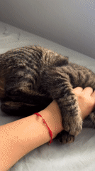 Tabby cat enjoying pets and playtime in Chernushka