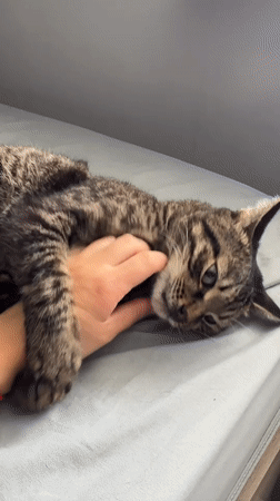 Tabby cat enjoying pets and playtime in Chernushka