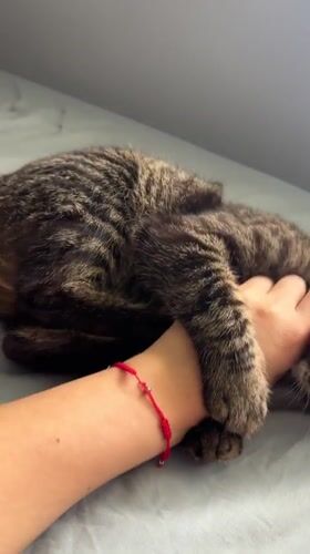 Tabby cat enjoying pets and playtime in Chernushka