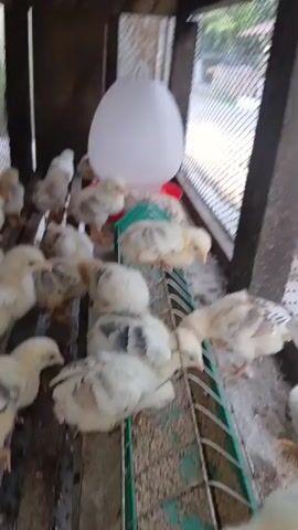 The video shows a group of young chicks in a wooden enclosure. They are clustered around a green and red feeder and a white, egg-shaped water dispenser. Some chicks are pecking at the feed, while others are resting or standing. The enclosure has wooden slats for walls and a wire mesh on one side, allowing a glimpse of an outdoor environment with vegetation and a building. The chicks vary in color, with some predominantly yellow and others with black and white markings. The lighting suggests it is daytime.