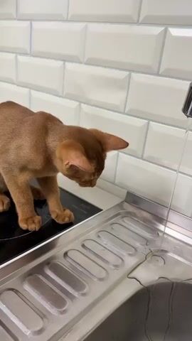 A ginger-colored cat is seen on a kitchen counter, with its body positioned over a stainless steel sink. Water is flowing from a faucet into the sink. The cat is looking down at the water, with its head and neck bent. Its front paws are on a black surface, possibly a stovetop, adjacent to the sink. The background features white subway tiles.