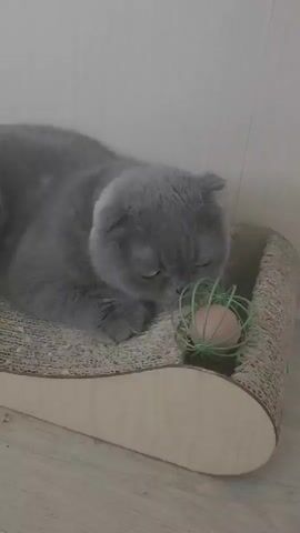 A grey Scottish Fold cat lies on a scratching post. In front of the cat is a green wire holder with a peach-colored egg inside. The cat's ears are folded down. The cat looks directly at the camera with a stern expression. The background is a plain, light-colored wall.