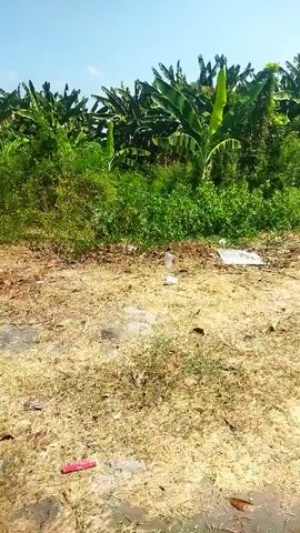 A vertical video shows a patch of dry grass and dirt in the foreground, with various debris scattered across it. In the background, lush green banana trees and other foliage form a dense wall of vegetation under a clear blue sky. Some small white objects, possibly plastic litter, are visible on the ground amidst the dry grass. A red cylindrical object, resembling a piece of firework or a marker, lies on the ground in the lower left corner. The lighting suggests it is daytime with bright sunlight.