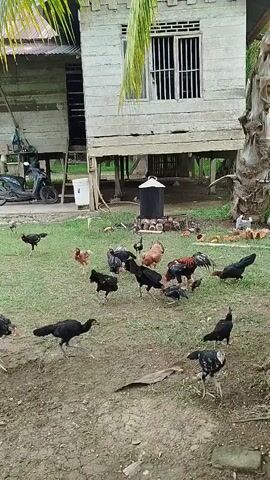 A flock of chickens are pecking at the ground in a yard. There is a wooden house on stilts in the background. A motorcycle is parked to the left of the house. There is a palm tree to the right of the house. The chickens are a mix of black, brown, and white. Some of the chickens are roosters with prominent combs and wattles. The ground is a mixture of dirt and grass. The weather appears to be overcast.