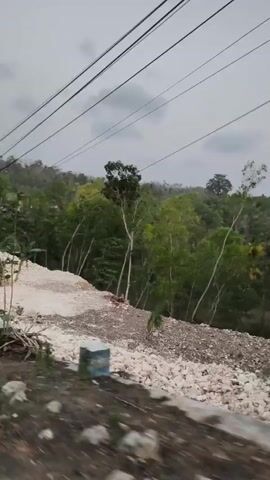 The video is a first-person perspective, likely from a vehicle, showing a rural landscape. In the foreground, several cut logs are visible on the side of a road. The road itself appears to be paved with white lines marking its edges. To the left of the road, there's a sloped area with scattered white rocks and some greenery. Further back, dense trees and vegetation dominate the landscape, with palm trees interspersed. Overhead, power lines are strung across the frame. The sky is overcast. As the camera moves, a small, open-fronted building with a sign is briefly visible on the right side of the road. The overall environment appears to be tropical or subtropical.