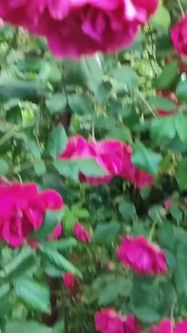 The video displays a vibrant close-up of a blooming rose bush featuring numerous dark pink roses, many of which are adorned with glistening water droplets, suggesting a recent rain or morning dew. The camera pans vertically, moving from a lower perspective, slowly rising to reveal more of the upper section of the bush. Lush green leaves are visible throughout the frame, providing a natural backdrop for the striking blossoms. The focus remains tightly on the roses, with other vegetation slightly blurred in the background, creating a sense of depth. The lighting is soft and natural, enhancing the rich color of the petals and the fresh appearance of the leaves.
