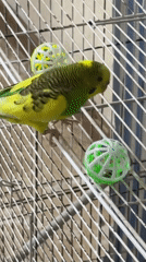 Budgie plays with cage toys in Salsk, Russia