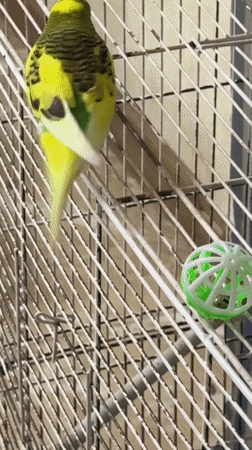 Budgie plays with cage toys in Salsk, Russia