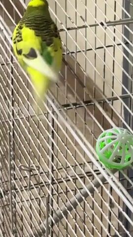 A budgie is shown in its cage, looking at a toy ball with green trim. The bird hops and pecks at the toy.