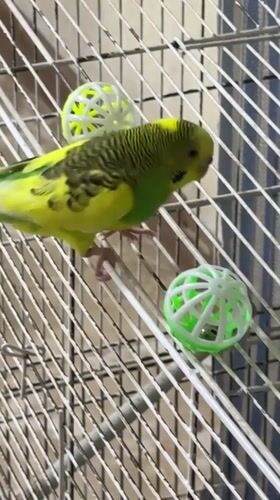 Budgie plays with cage toys in Salsk, Russia
