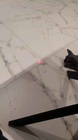 A gray Sphynx cat lies on white marble-patterned tiles next to a portion of a black table leg. A red laser dot is directed at the tile floor a distance away from the cat, who is now walking toward the dot.
