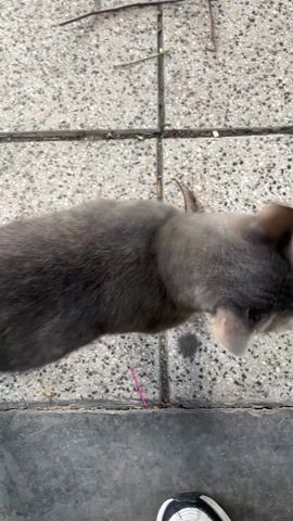 The video shows a gray and silver tabby cat on a tiled outdoor surface. The cat initially faces away from the camera, then turns to face it directly. The cat walks closer to the camera, its head coming close to the lens and blurring the image. Part of a white sneaker is visible at the bottom of the frame. The ground consists of a grid of gray textured tiles, with some debris like twigs and a pink plastic string visible.