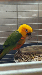 Morning observations capture pet parrot and overgrown areas in Khimki