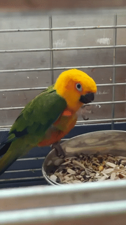 Morning observations capture pet parrot and overgrown areas in Khimki