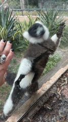 Visitor interacts with lemur through glass at zoo enclosure