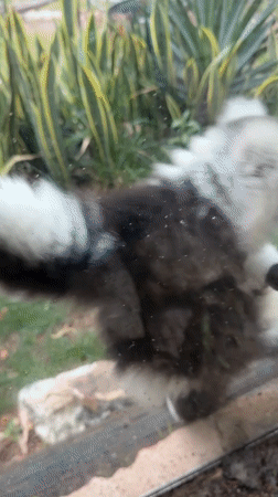 Visitor interacts with lemur through glass at zoo enclosure