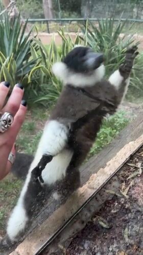 Visitor interacts with lemur through glass at zoo enclosure