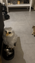 Owl and dog size each other up at a pet bowl stand
