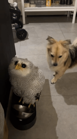 Owl and dog size each other up at a pet bowl stand