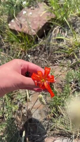 A close-up shot shows a hand holding a bright orange wildflower with multiple petals and stamens. The flower is against a blurred background of green grass and rocks, suggesting an outdoor setting in nature. The hand is gently cupping the delicate bloom.
