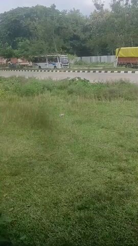 A video captures a roadside scene with a grassy foreground. A road with a black and white striped curb runs horizontally across the middle ground. Several vehicles are visible on the road: a white bus with blue stripes, a red and white truck, and a yellow truck with a black tarp. Behind the road, a line of trees forms a green backdrop, with some buildings or structures interspersed. The sky appears overcast. The camera pans slowly from left to right.