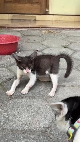 A black and white kitten stands on a paved surface, its body crouched slightly as if ready to spring. Its ears are perked, and its tail is raised in a question mark shape. To the right, the head of another animal, likely a dog or cat, is visible in the foreground, out of focus. A red bowl is situated to the left of the kitten, and a wooden door is visible in the background. The lighting suggests it is daytime.