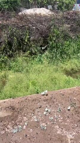 A video records a bright, sunny day in a rural or suburban setting. The camera pans left, revealing a narrow dirt road and a small stream or canal on its left side. The stream is bordered by lush green grass and concrete pipes. A large pile of dark branches and debris is visible on the far side of the stream. Several houses with reddish roofs and parked cars are seen along the road. A silver hatchback, a dark gray van, and a white car are visible at different points. Numerous white butterflies are actively flying throughout the scene, both near the ground and high in the clear blue sky. Power lines are also visible overhead.
