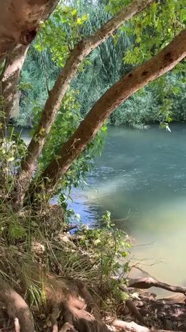 A serene river scene unfolds with a rope swing hanging from a tree branch over the water. The river is a vibrant blue-green, reflecting the surrounding lush foliage. Sunlight filters through the leaves, casting dappled shadows on the water's surface. The riverbank is covered in greenery and exposed tree roots, hinting at a natural, untouched environment. The rope swing, made of rough material, dangles invitingly, suggesting opportunities for recreation and enjoyment in this tranquil setting.