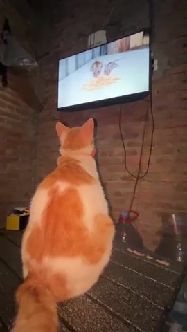A ginger and white cat sits on a table facing a television screen. The cat is viewed from behind and its head is turned towards the screen. The television displays an animated scene with two characters. The room appears to be dimly lit with brick walls. Various objects are visible on the table and in the background, including water bottles and a yellow box. The cat is wearing a red collar.