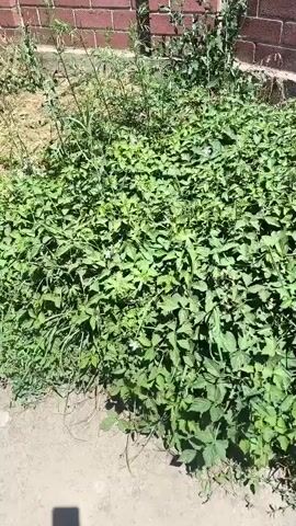 The video shows a patch of overgrown vegetation against a brick wall. The vegetation is dense and consists of various green plants, including grass and leafy vines with small white flowers. The ground in front of the vegetation appears to be dirt or gravel. The lighting suggests it is daytime, with sunlight illuminating the scene.